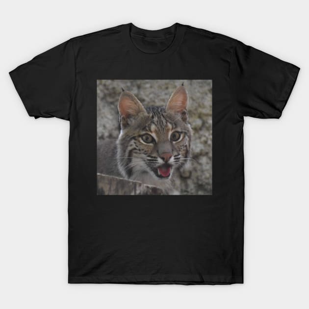 Bobcat T-Shirt by Sharonzoolady